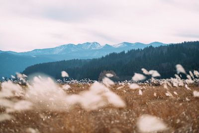 Scenic view of mountains in japan