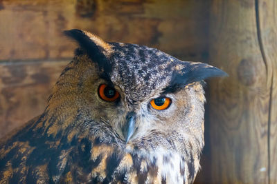 Close-up of a bird