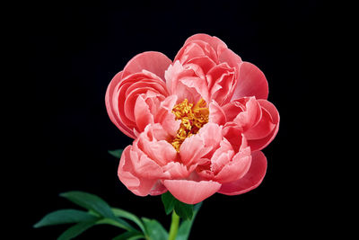 Close-up of pink rose against black background