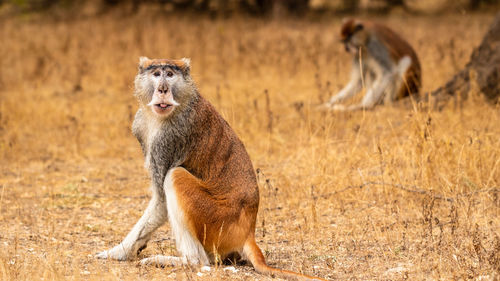 Monkeys in a field