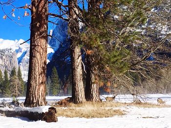 Trees on snow covered landscape