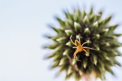 Close-up of insect on white surface