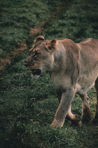 Side view of horse standing on field