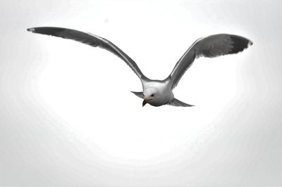 Low angle view of seagull flying