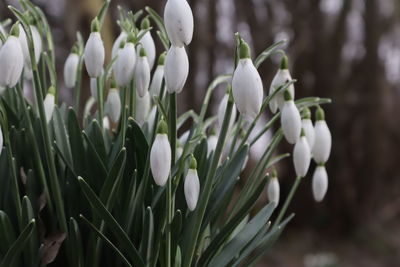 Close-up of white flowering plants