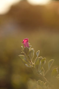 Close-up of pink flowering plant