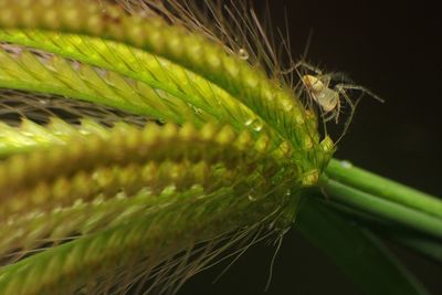 Close-up of caterpillar on leaf