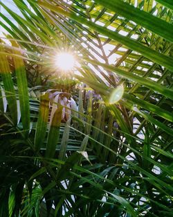 Low angle view of plants against trees