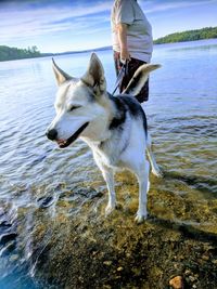 Full length of dog on beach