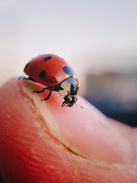 ladybug