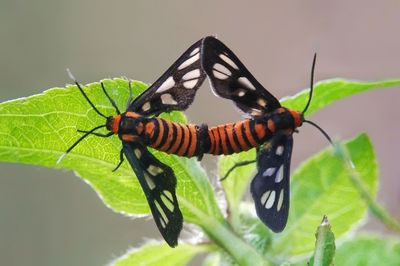 Close-up of insect on plant