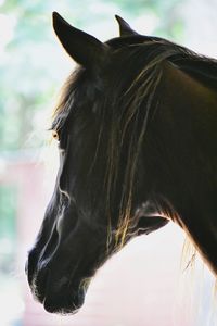 Close-up of horse in ranch