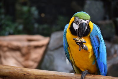 Close-up of parrot perching on wood