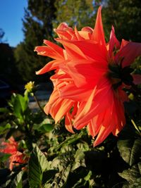 Close-up of red flowering plant