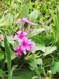 Close-up of pink flowers