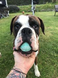 Cropped hand of man touching boxer carrying ball in lawn