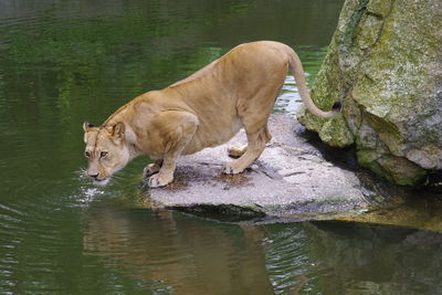 Elephant drinking water in a lake