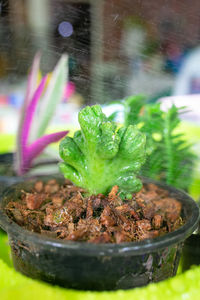 Close-up of potted plant