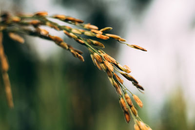 Close-up of crop growing in field