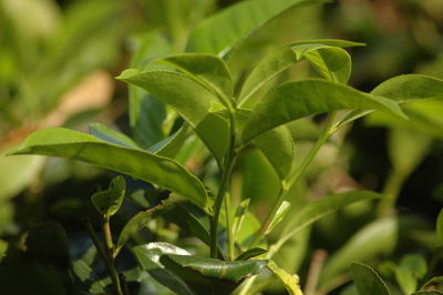 Close-up of fresh green plant