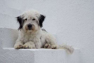 Close-up portrait of white dog sitting outdoors