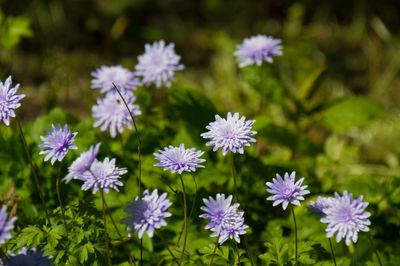 Close-up of purple flowers