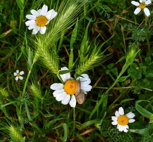 High angle view of white daisy flowers on field