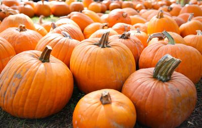 Pumpkins on field during autumn