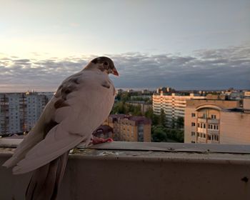 Seagull perching on wall against buildings in city