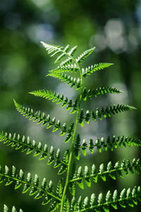 ferns and horsetails