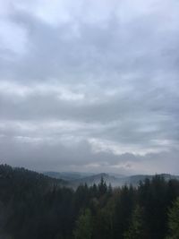 Scenic view of forest against sky