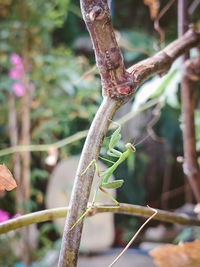 Close-up of lizard on tree
