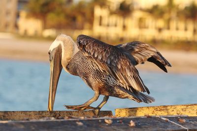 Close-up of bird perching on promenade