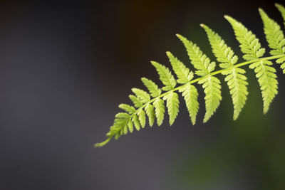 Close-up of green leaves