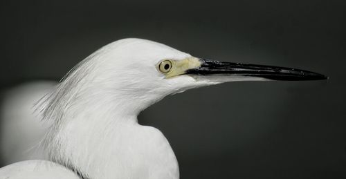 Close-up of white eye