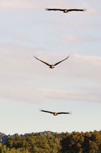 Low angle view of airplane flying in sky