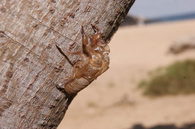 Close-up of insect on tree trunk