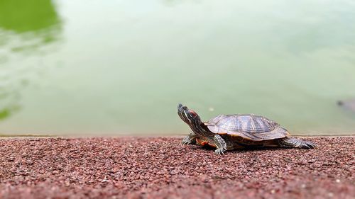 Red-eared slider relaxing by the pond