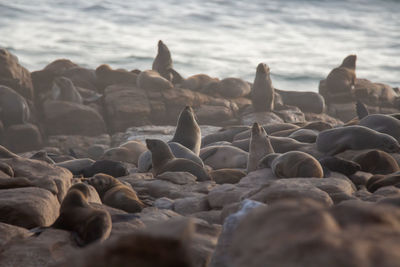 Seals relaxing on rocky shore line
