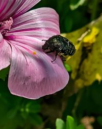 Close-up of insect on pink flower