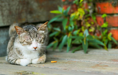 Cat looking away