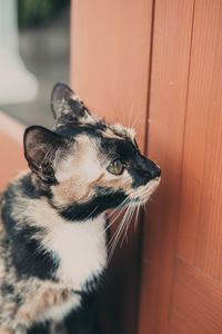 Close-up of a cat looking away