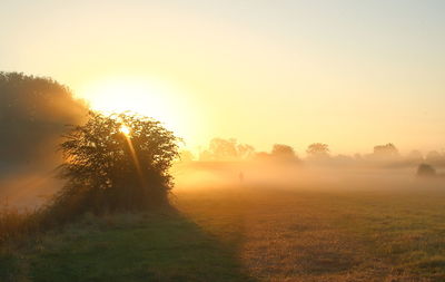 Trees on field during foggy weather at morning