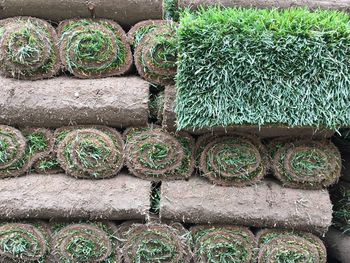 Full frame shot of succulent plant