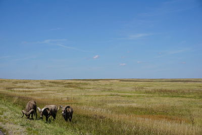 Horses grazing on field against sky