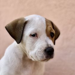 Close-up of a dog looking away