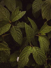 Close-up of wet plant leaves during rainy season