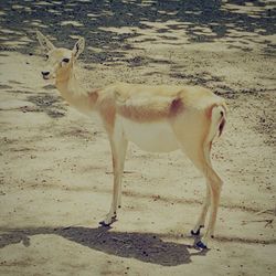 Sheep on sand