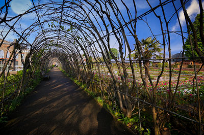 Footpath amidst plants against sky