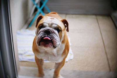 Close-up portrait of a dog